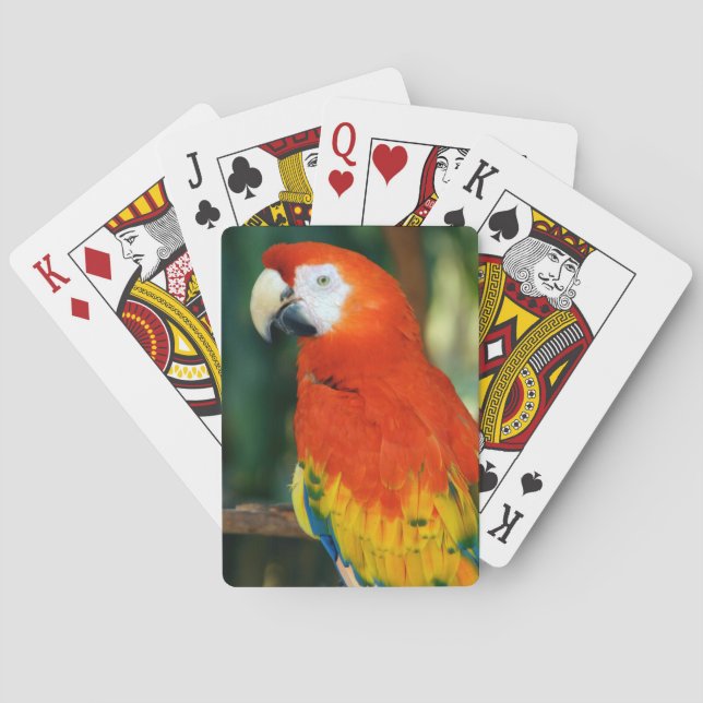 Baraja De Cartas Scarlet Macaw (Reverso)