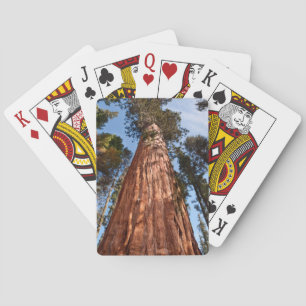 Baraja De Cartas Secuoya Gigante Asciende