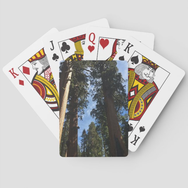 Baraja De Cartas Secuoyia gigante (Reverso)