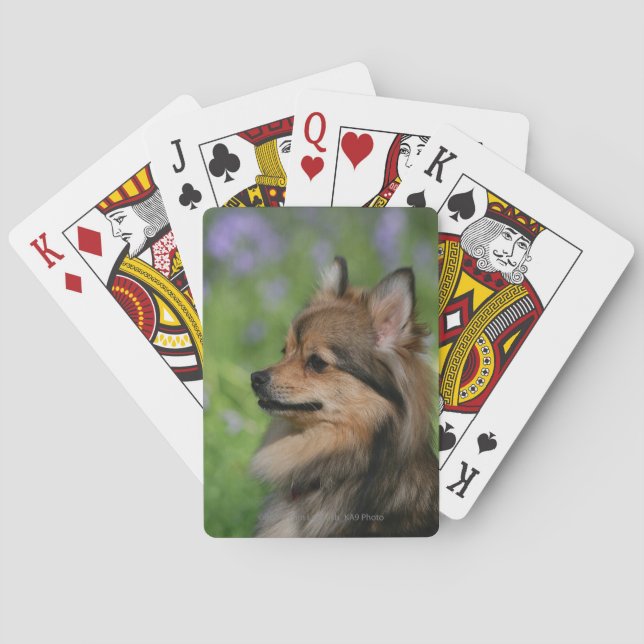 Baraja De Cartas Sentada del Headshot de Pomeranian (Reverso)