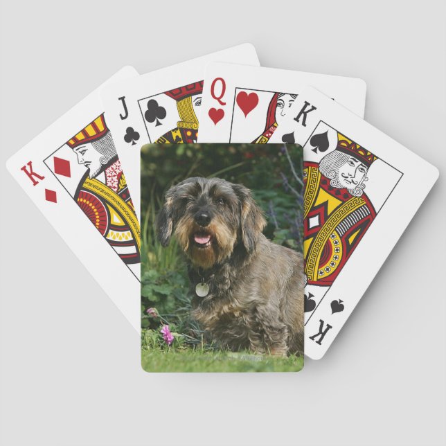 Baraja De Cartas sentada estándar Alambre-haired del Dachshund (Reverso)