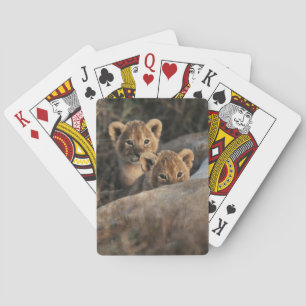 Baraja De Cartas Sentado en el trío de tazas de león de seis semana