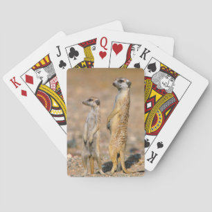 Baraja De Cartas Sentinelas de suricata (Suricata suricatta), Karas