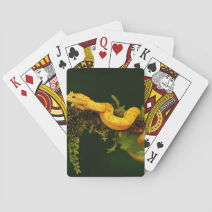 Baraja De Cartas Serpiente de la víbora del veneno de Costa Rica