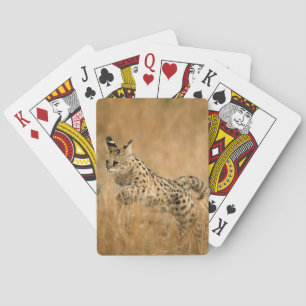 Baraja De Cartas Serval (Leptailurus Serval) Saltando