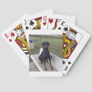 Baraja De Cartas sesión de doberman pincher