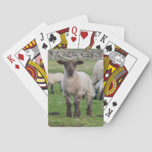 Baraja De Cartas Shetland Sheep
