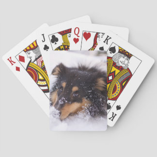 Baraja De Cartas Shetland Sheepdog Laying In Snow