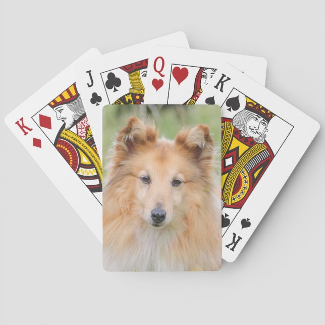 Baraja De Cartas Shetland Sheepdog - Sheltie Dog (Reverso)
