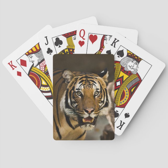 Baraja De Cartas Siberian Tiger (Reverso)