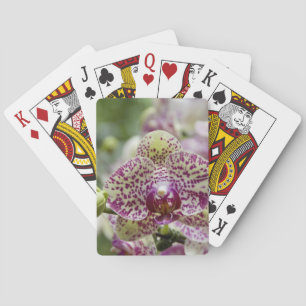 Baraja De Cartas Singapur (sánscrito para Ciudad León). Nacional