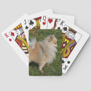 Baraja De Cartas Situación de Pomeranian