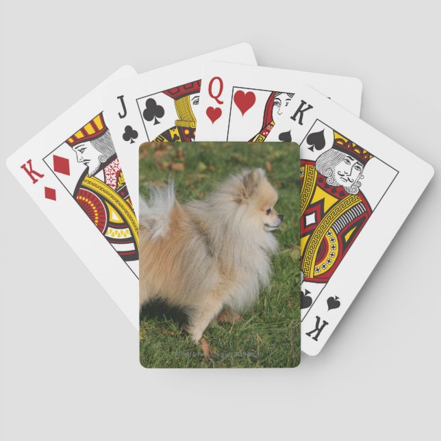 Baraja De Cartas Situación de Pomeranian (Reverso)
