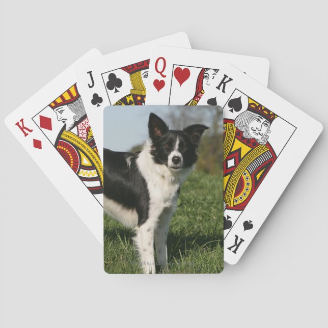 Baraja De Cartas Situación del border collie (Reverso)