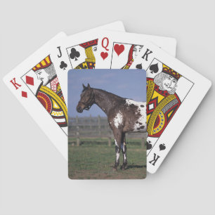 Baraja De Cartas Situación del caballo del Appaloosa