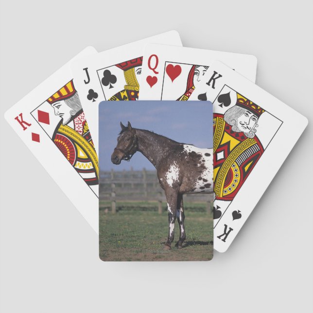 Baraja De Cartas Situación del caballo del Appaloosa (Reverso)
