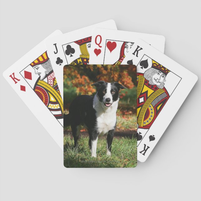 Baraja De Cartas Situación del otoño del border collie (Reverso)
