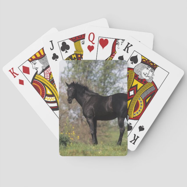Baraja De Cartas Situación excelente del caballo (Reverso)