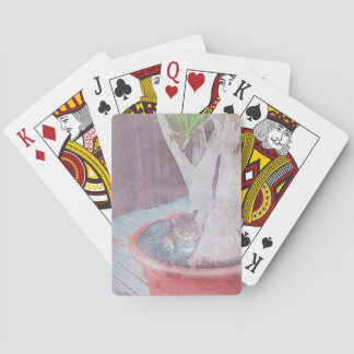 Baraja De Cartas sleeping outdoor cat