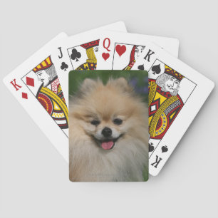 Baraja De Cartas Sonrisa de Pomeranian