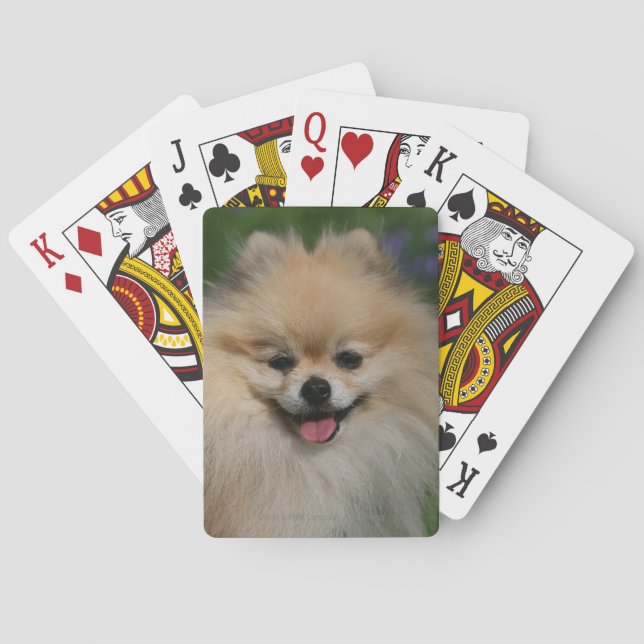 Baraja De Cartas Sonrisa de Pomeranian (Reverso)