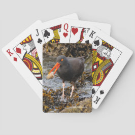 Baraja De Cartas Sorprendente Oystercatcher Shorebird con clam
