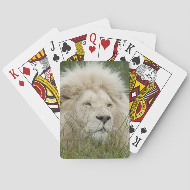 Baraja De Cartas Sudáfrica, Este de Londres, Inkwenkwezi Private (Reverso)