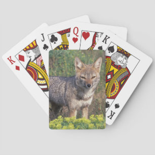 Baraja De Cartas Sudamérica, Chile, Torres del Paine NP,