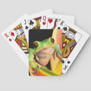 Baraja De Cartas Sudamérica, Ecuador, Amazonas. Rana arbórea