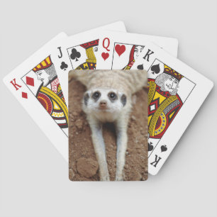 Baraja De Cartas Suricata (Suricata Suricatta) Enfriándose