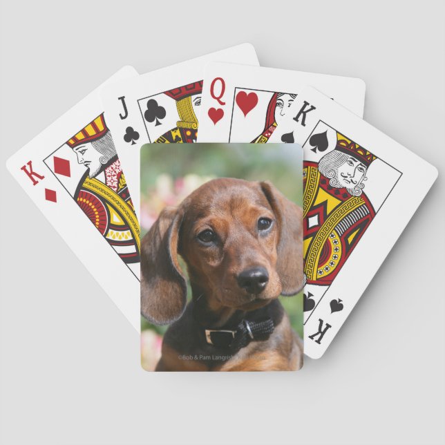 Baraja De Cartas Tan Miniture Dachshund (Reverso)