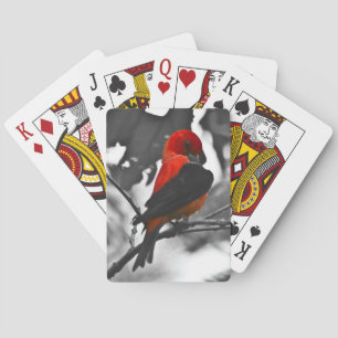 Baraja De Cartas Tángara Escarlata macho