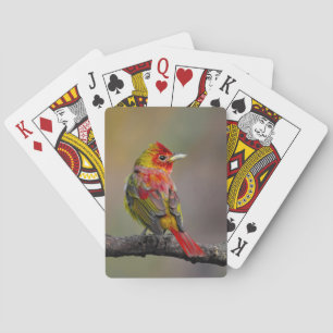 Baraja De Cartas Tángara Escarlata Mudando de Pluma - Fotografía Or