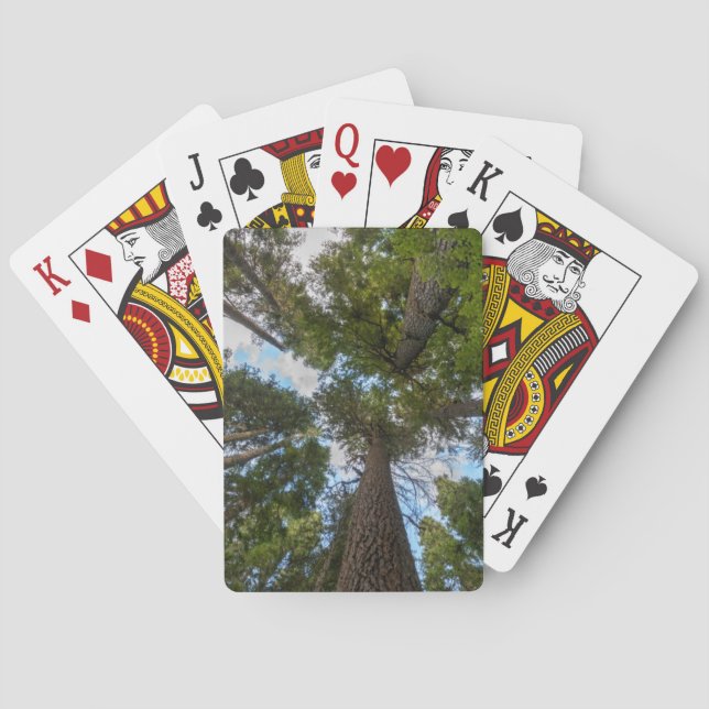 Baraja De Cartas Tapa de árbol Douglas Fir (Reverso)