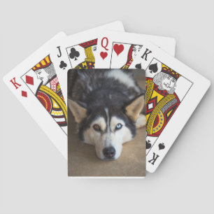 Baraja De Cartas Tarjetas de juego Husky Dog