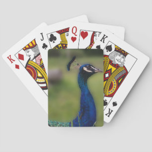 Baraja De Cartas Tarjetas de reproducción clásicas Peacock