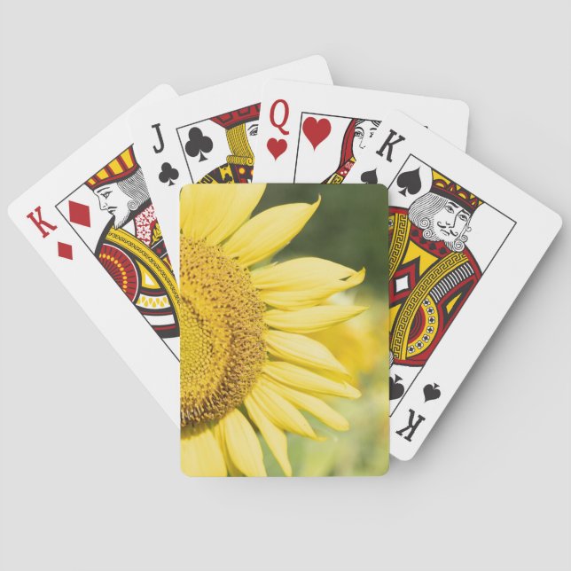 Baraja De Cartas Tarjetas de reproducción de girasol (Reverso)