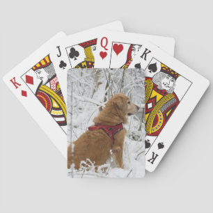 Baraja De Cartas Tarjetas de reproducción de Golden Retriever