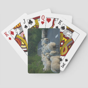 Baraja De Cartas Tarjetas de reproducción de ovejas