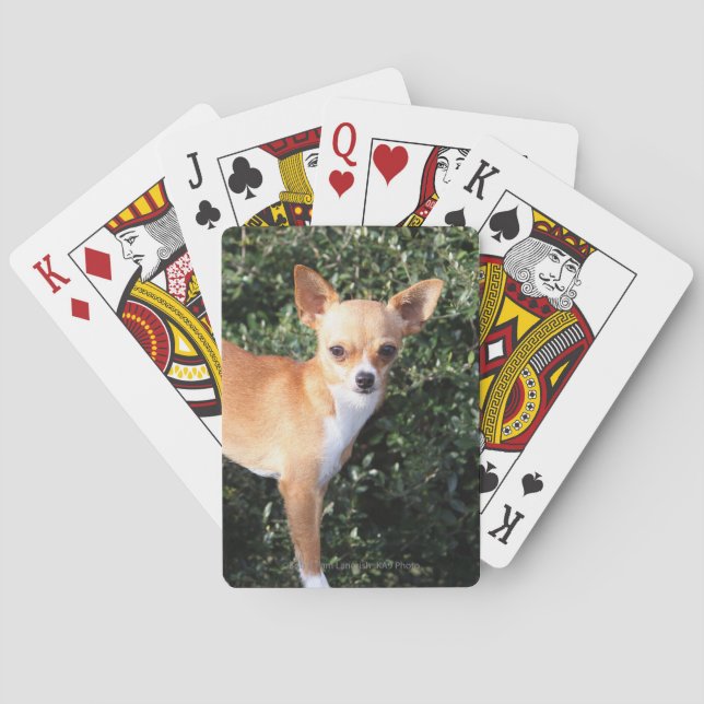 Baraja De Cartas Teacup Chihuahua Puppy (Reverso)
