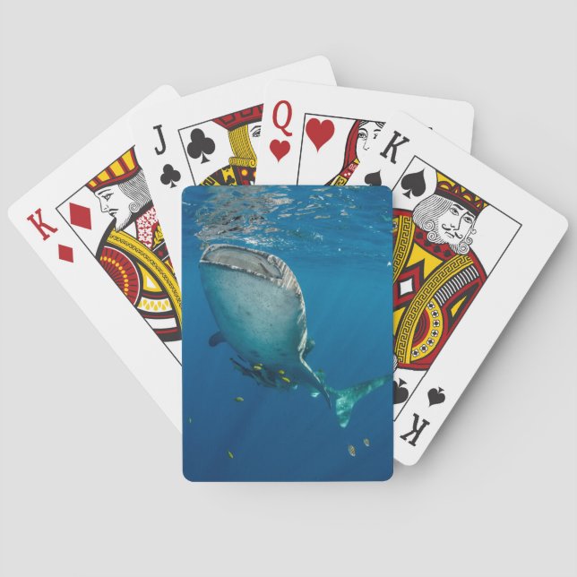 Baraja De Cartas Tiburón Ballena y Pez (Reverso)
