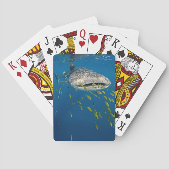 Baraja De Cartas Tiburón de ballena con los pescados, Indonesia (Reverso)