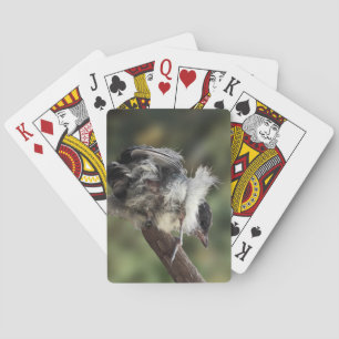 Baraja De Cartas Tidi my Bird the Parus Major