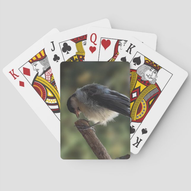 Baraja De Cartas Tidi my Bird the Parus Major (Reverso)