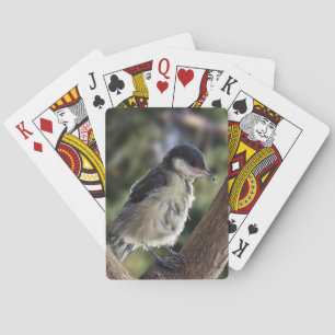 Baraja De Cartas Tidi my Bird the Parus Major