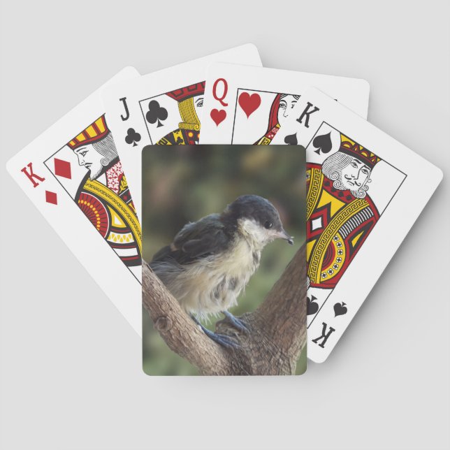 Baraja De Cartas Tidi my Bird the Parus Major (Reverso)