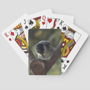 Baraja De Cartas Tidi my Bird the Parus Major