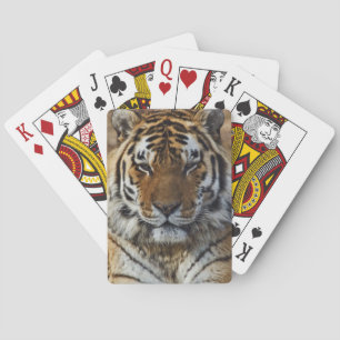 Baraja De Cartas Tigre de Bengala, Panthera tigris, Zoológico de Lo