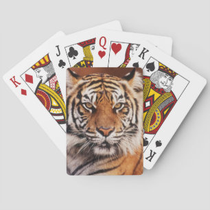 Baraja De Cartas Tigre de Sumatra