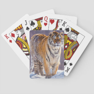 Baraja De Cartas Tigre siberiano en la nieve, China